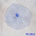cellule
